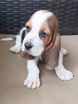 Basset Hound macho