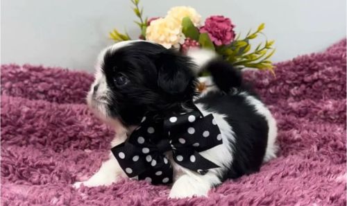 Shih Tzu fêmea lindeza 
