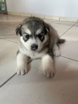 Filhote de Husky Siberiano 