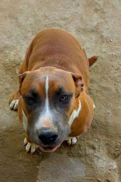 Pitbull Monster, Adorável e Carinhoso,motivo da venda ele não está se relacionando bem.