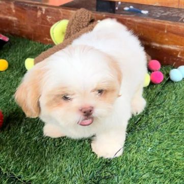 Shih Tzu - Muito inteligente e carinhoso -