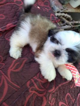 Filhote Shih Tzu Fofo