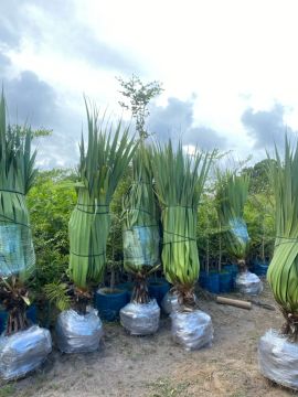 Palmeira Pandanus 