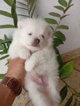 Filhote de Spitz Alemão