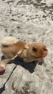 Chow-Chow 