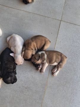 Vende se Filhotes de Bulldog Francês