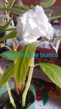 Mudas de Beijos de Frade - Flores Lindas