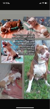 Filhotes de Pitbull/ dependendo do lugar entrego