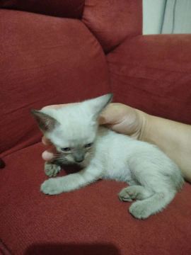 Gatinhas para doação 