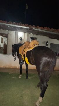 Cavalo Mangalarga marchador vendas de cobertura jumentas e éguas