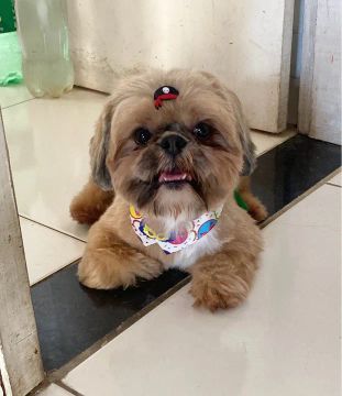 Shih Tzu 