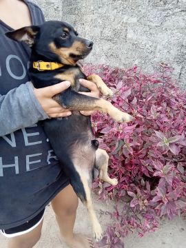 Vendo Pinscher adulto 