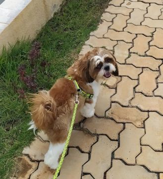 Shih Tzu Fofo para Adoção