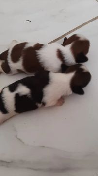 Filhotes de Shih Tzu 
