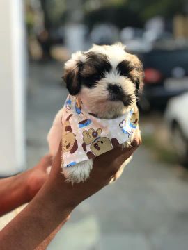 Shih Tzu com garantias e suporte veterinário GRATUITO