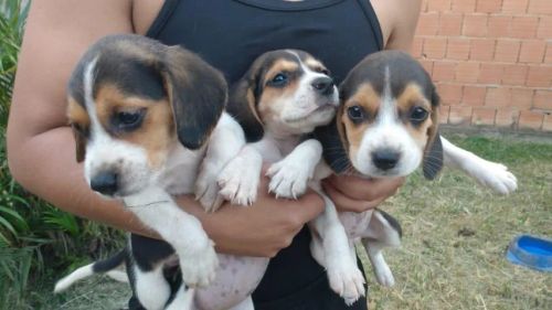 Lindos Filhotes de Beagle Esperam por Uma Nova Casa!
