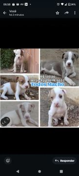 Filhotes Pitbull macho e fêmea 