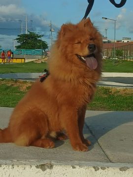 Procuro namorada, chow chow puro 