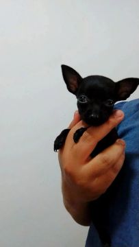 Pinscher disponível 