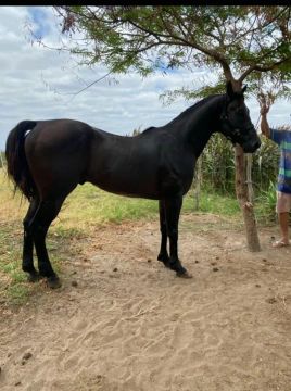 Cavalo PO no ponto de transferir. Troco em água 