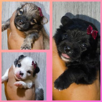 Lindas princesas spitz alemao 