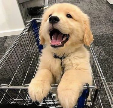 Filhotes de Golden Retriever: O Melhor Amigo para Toda a Família