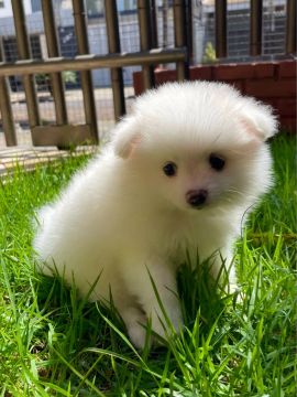 Vendo Lulu/Spitz Alemão