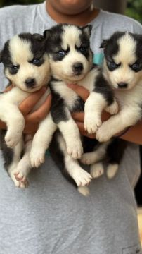 Husky siberiano beleza e energia em um companheiro unico 