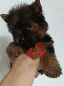 YORKSHIRE MICRO MACHO 