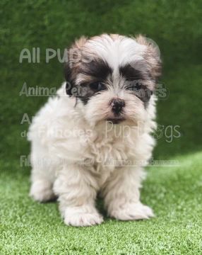 Lhasa Apso com suporte veterinário gratuito, parcele em até 12x sem juros.