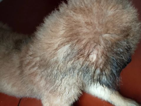 Filhote de Chow Chow língua Azul 300