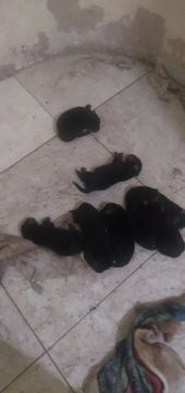 Rottwieller filhote maceio