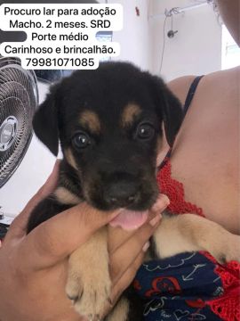 Cachorro macho para ADOÇÃO 