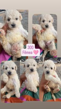 Filhote poodle fêmea 