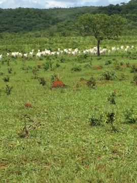 Fazenda à venda, Area Rural de Unai - UNAÍ/MG