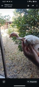 Frango caipira - R$ 35