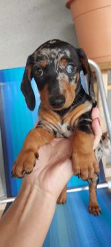 Filhote Dachshund arlequim fêmea.