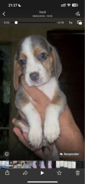 Filhote Beagle Blue pelagem Rara