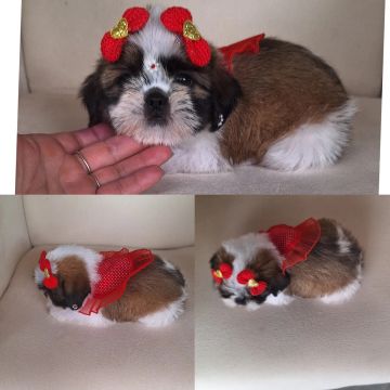 ShihTzu fêmea raça pura com garantia 