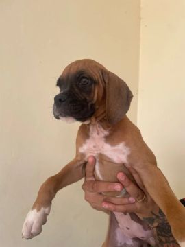 Filhote Boxer