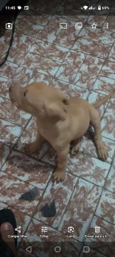 Pitbull macho