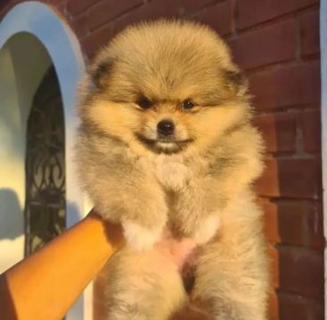 Filhote de spitz alemão laranjas do amor 