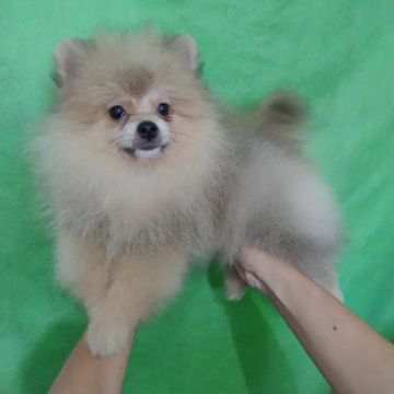Spitz alemão 