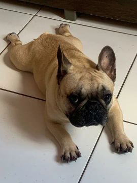 Bulldog Francês Busca Namorada