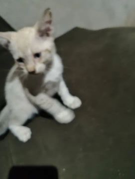 Doação de gatos 