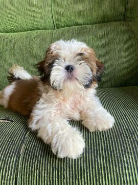 Filhote Shih Tzu Fofo e Carinhoso