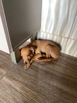 Filhote de Pinscher