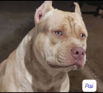 Pitbull filhote