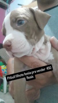Estou vendendo este filhote de pitbull femia 450 
