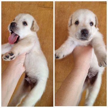 FILHOTE LABRADO MACHO